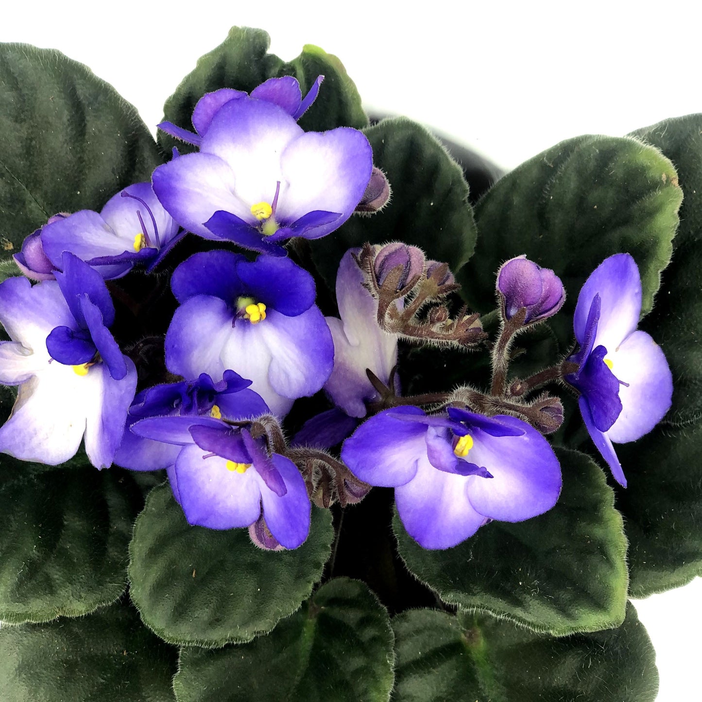 African Violet 4" Fleuressence