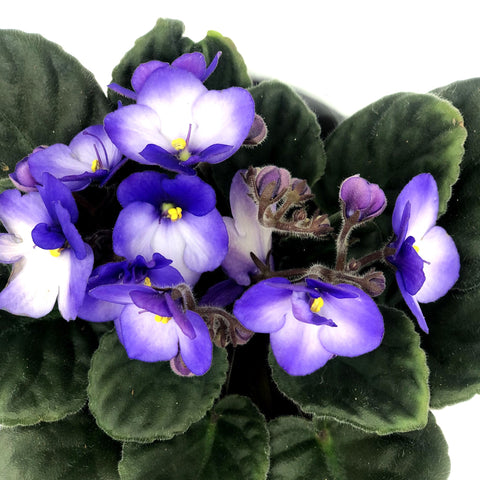 African Violet 4" Fleuressence 