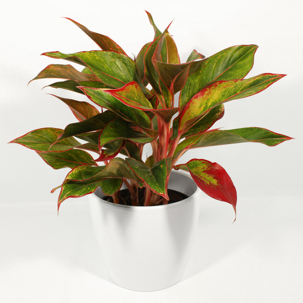 Aglaonema Rouge Fleuressence