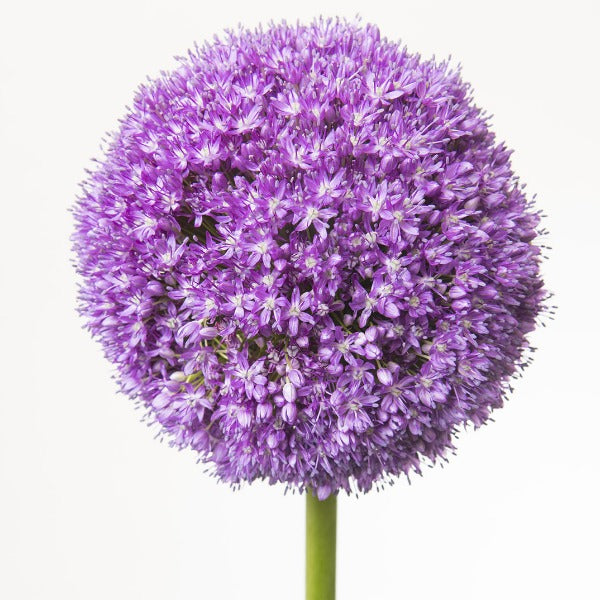 Allium Fleuressence