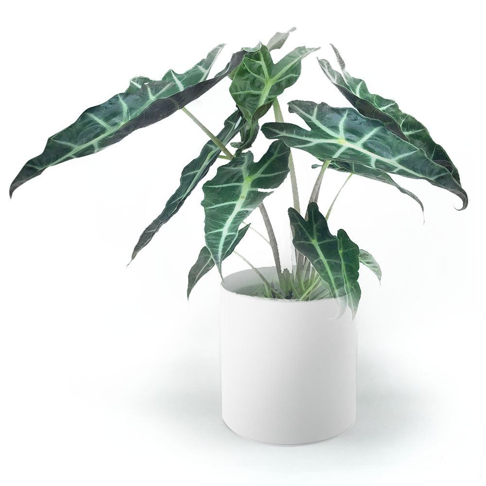 Alocasia Fleuressence