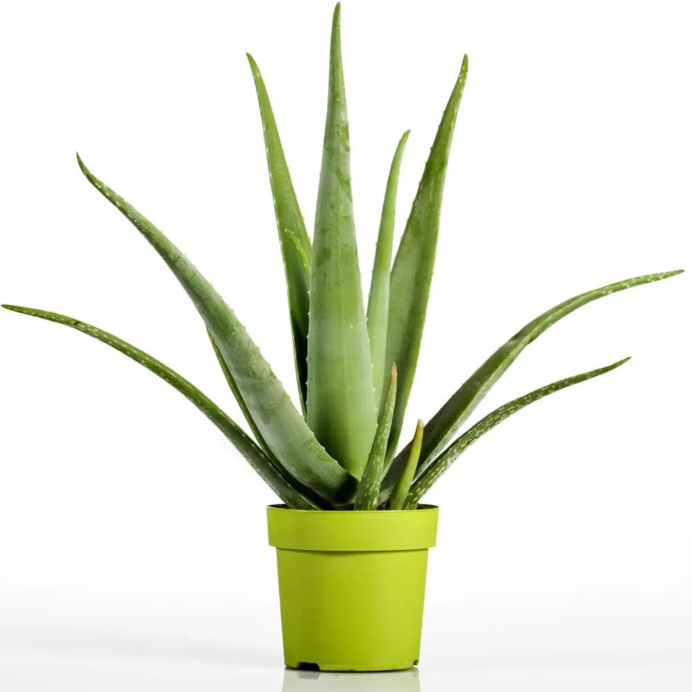Aloe Vera Fleuressence