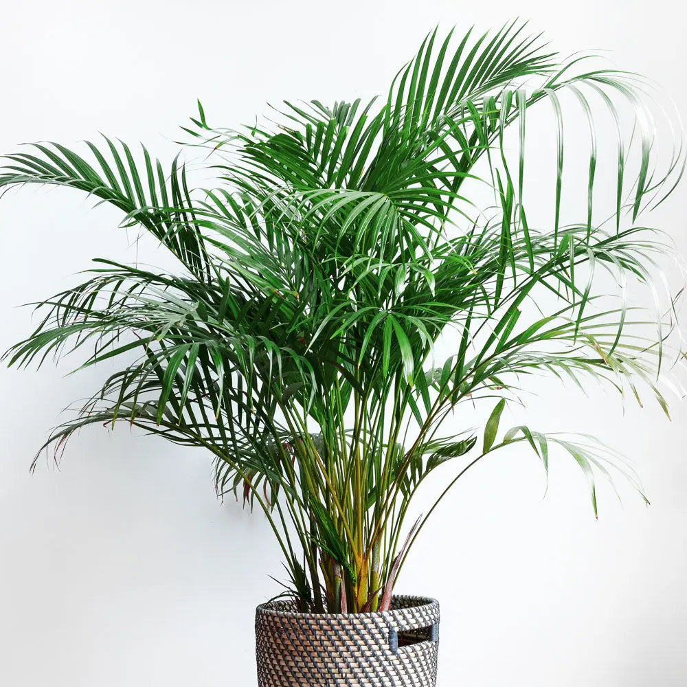 Areca Palm Fleuressence