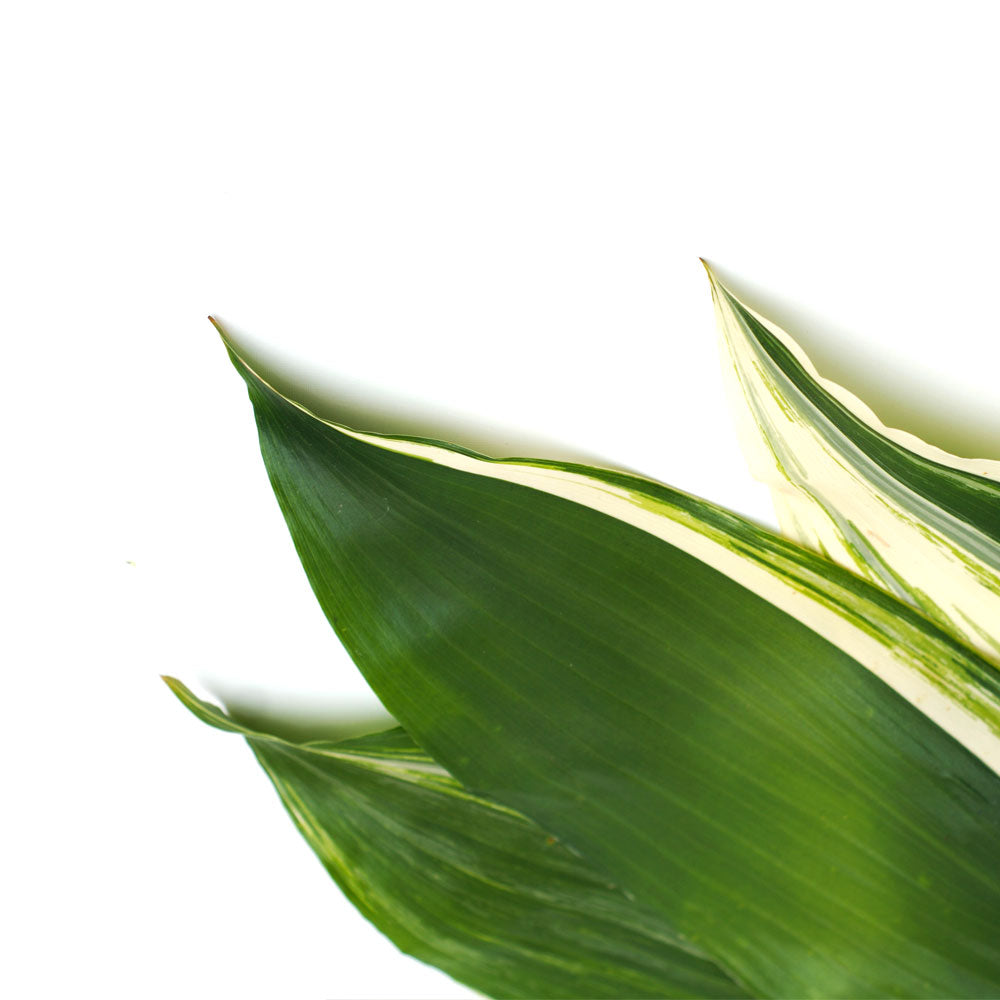 Aspidistra Fleuressence