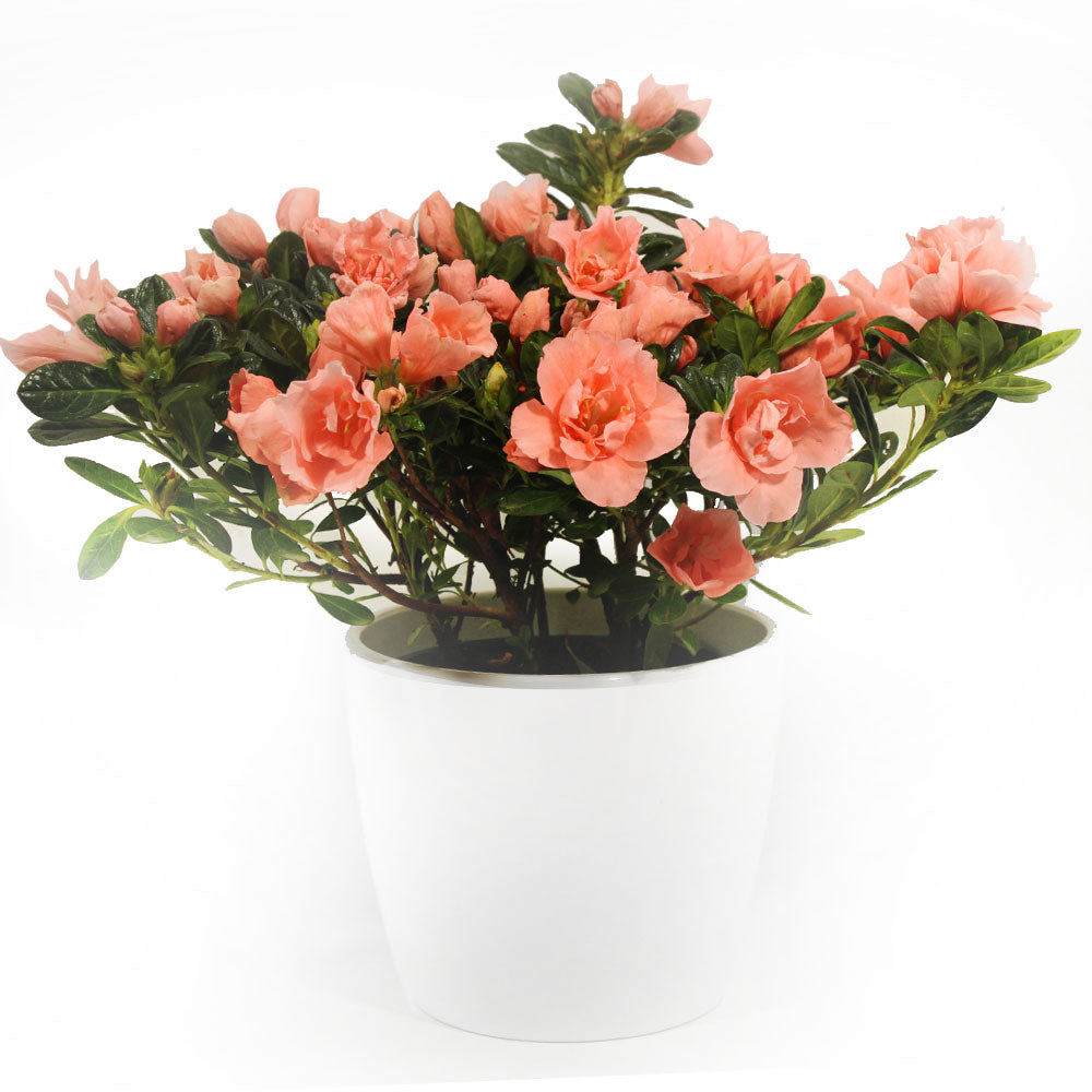 Azalea Bush Fleuressence