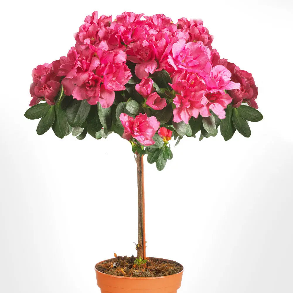 Azalea Tree Fleuressence
