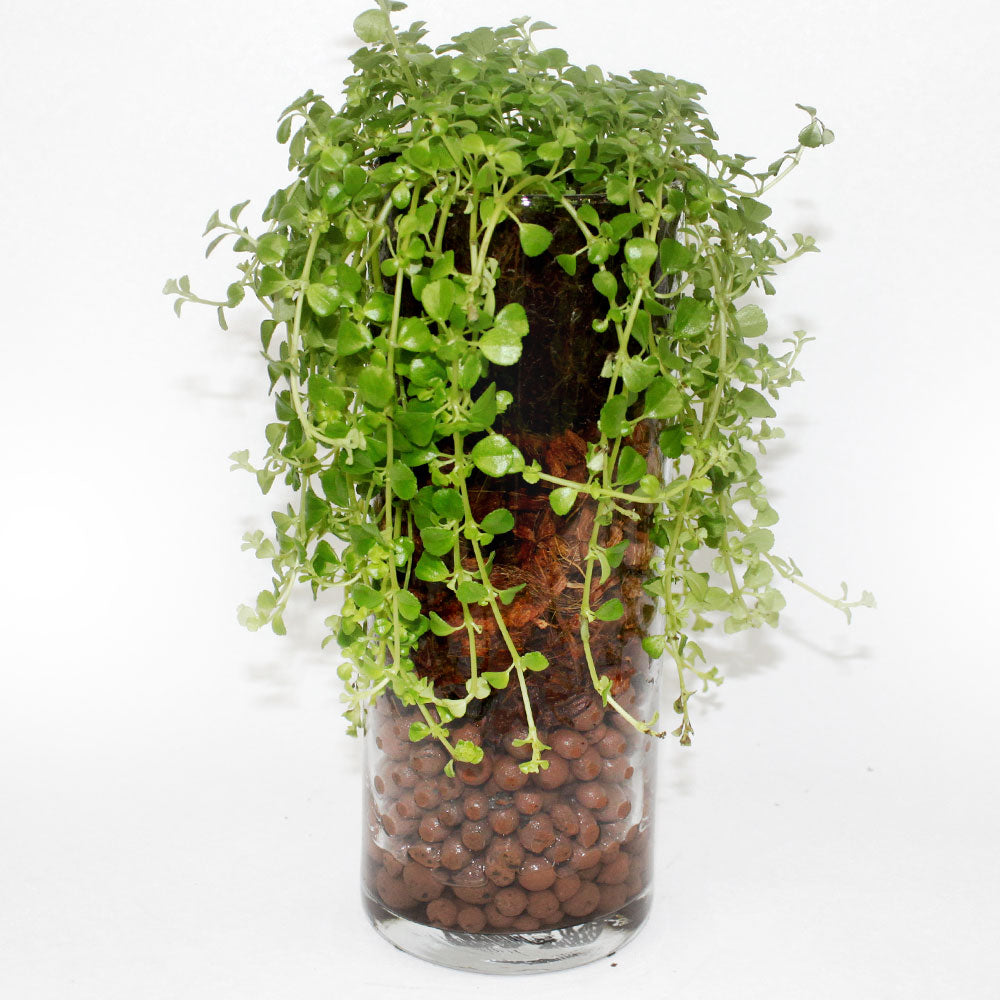 Baby Tears Plant Fleuressence