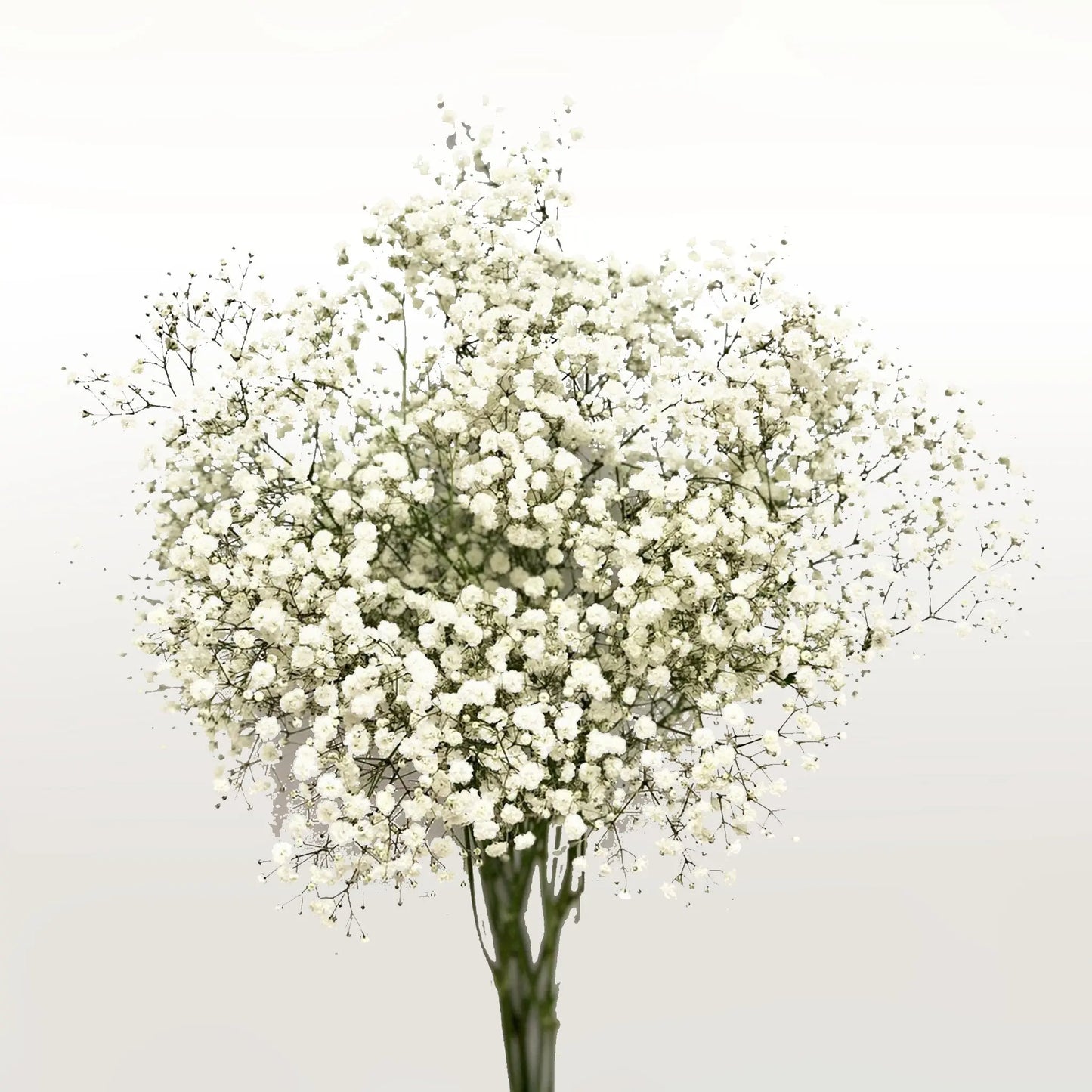 Baby’s Breath Fleuressence