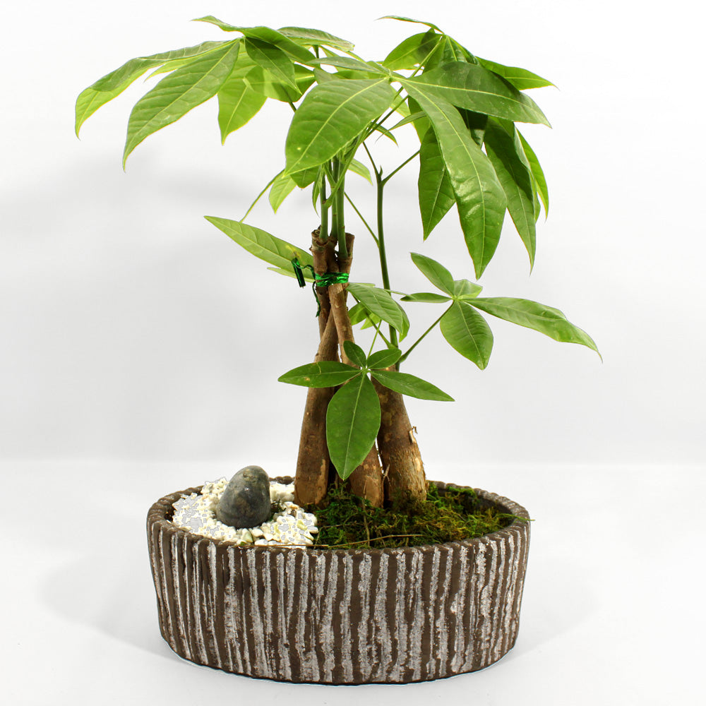 Bonsai Money Tree Fleuressence