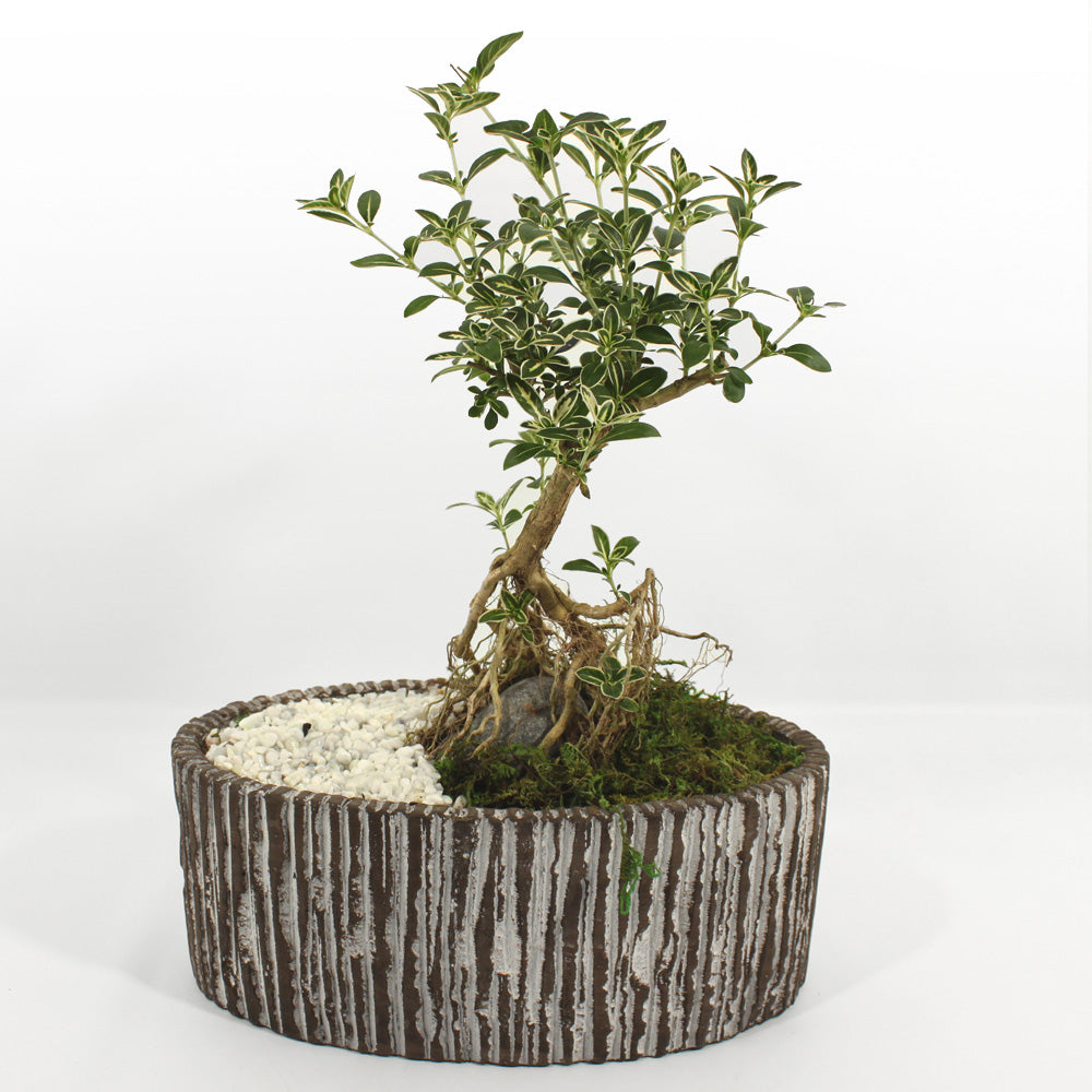 Bonsai Snowbush Serissa Japonica Fleuressence