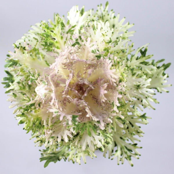 Cabbage & Kale Fleuressence