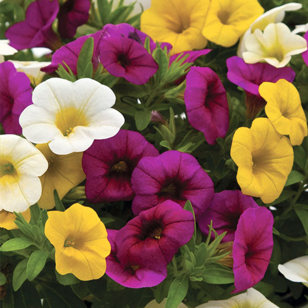 Cabriole Fleuressence
