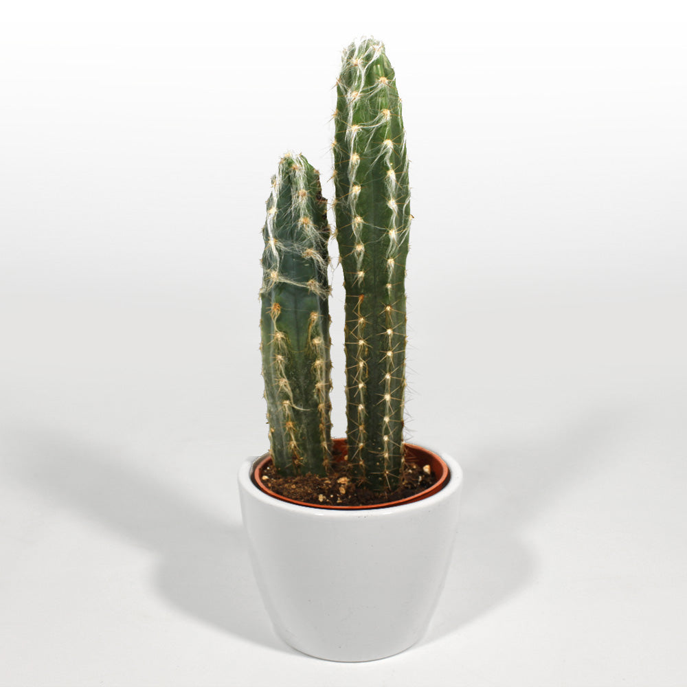 Cactus Fleuressence