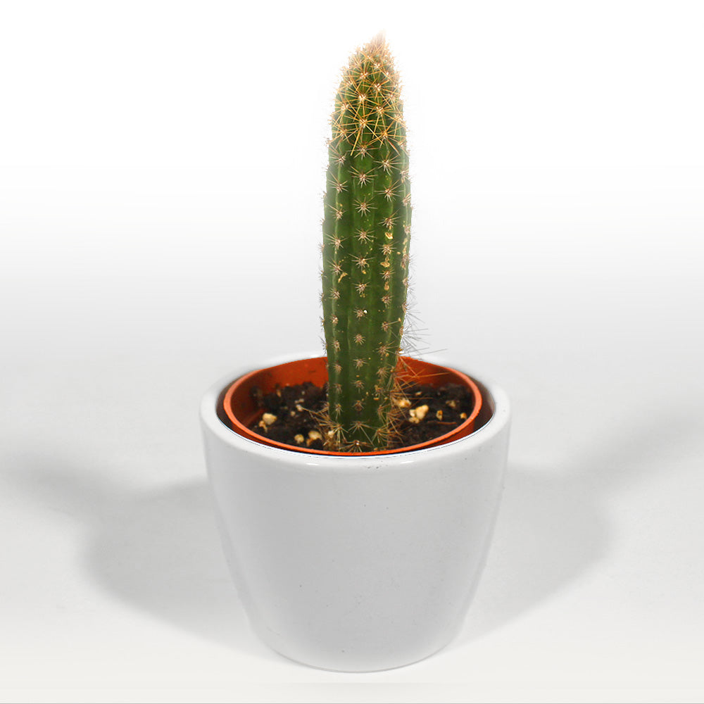 Cactus Fleuressence