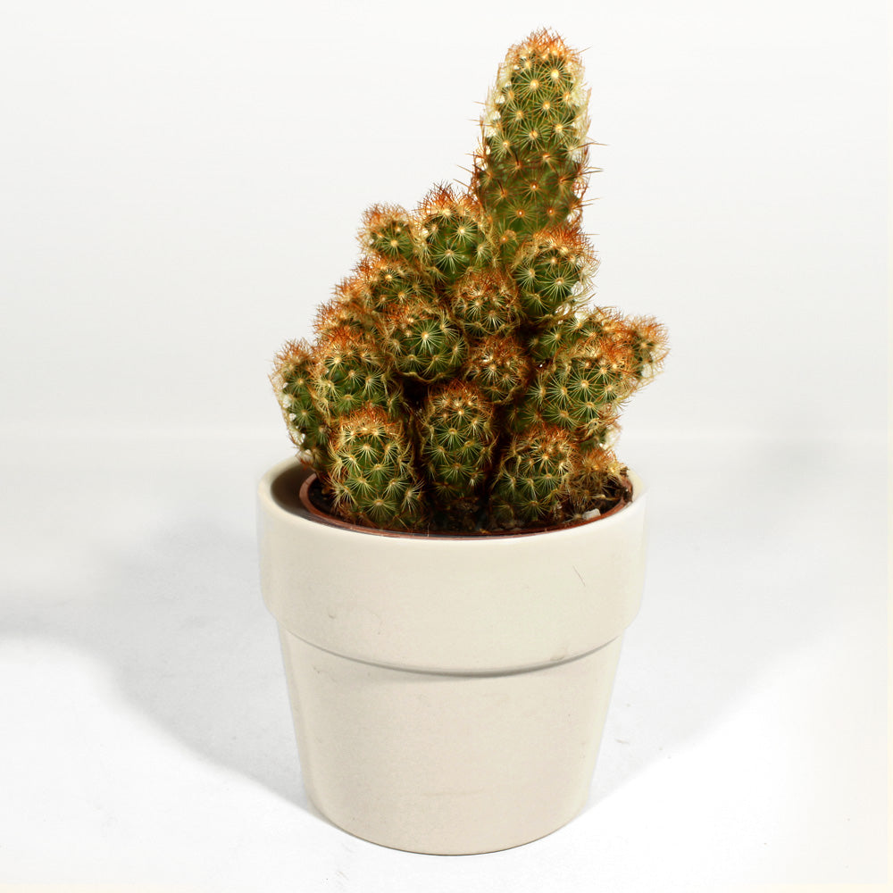 Cactus Fleuressence