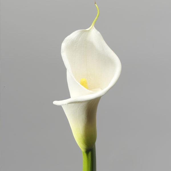 Cala Lily Fleuressence