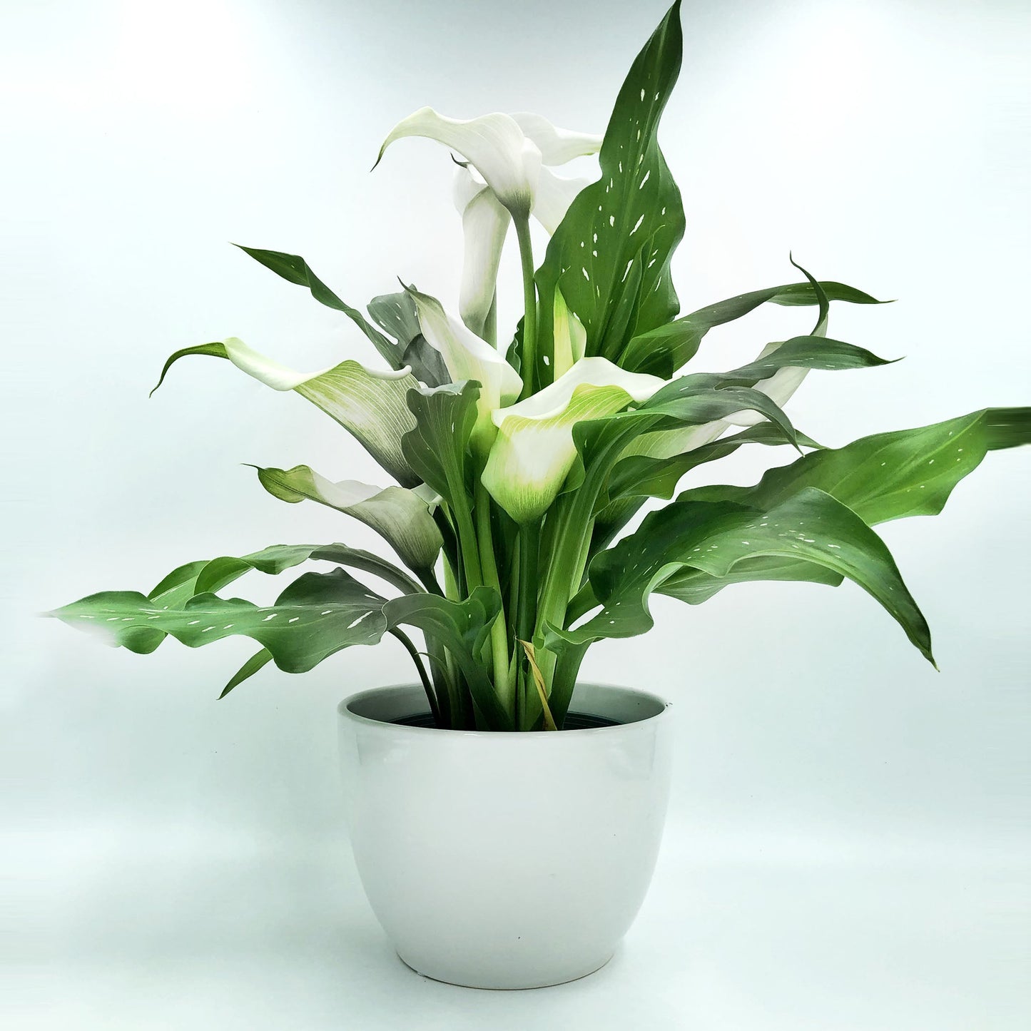Cala Lily Fleuressence