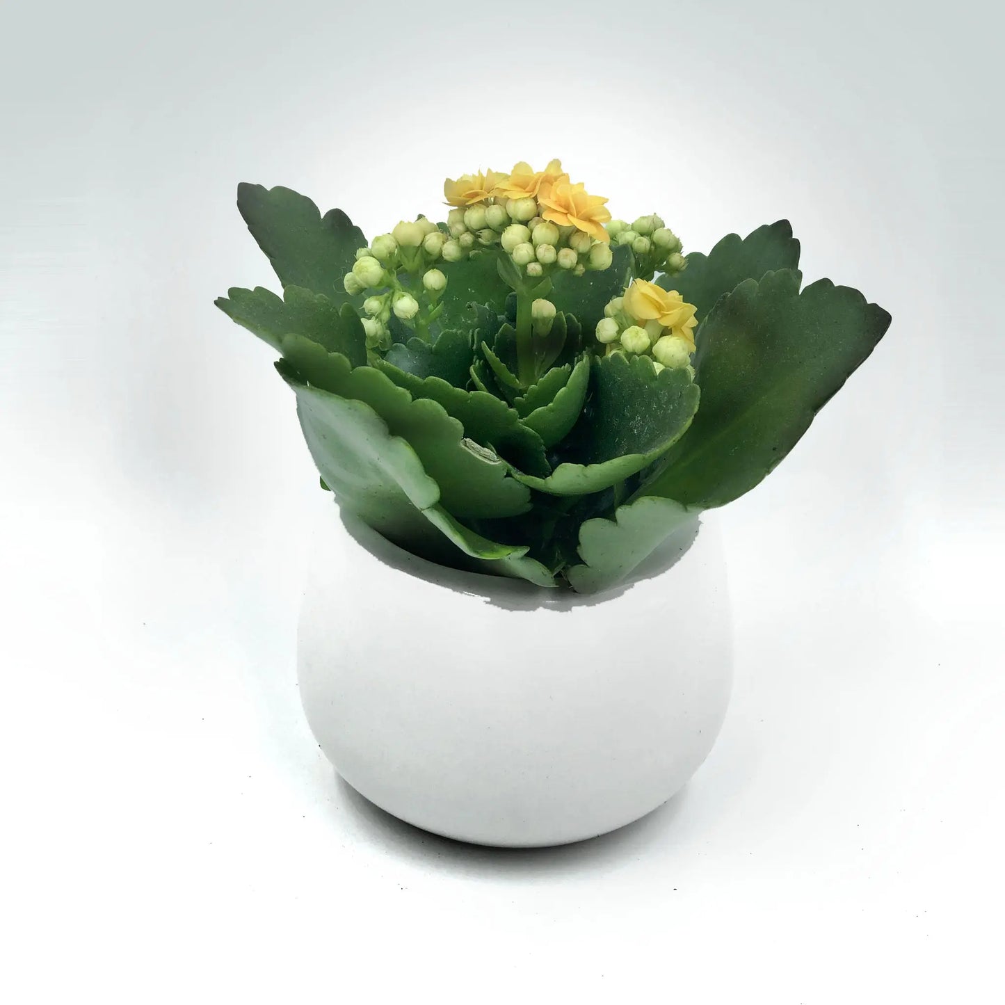 Calandiva Fleuressence