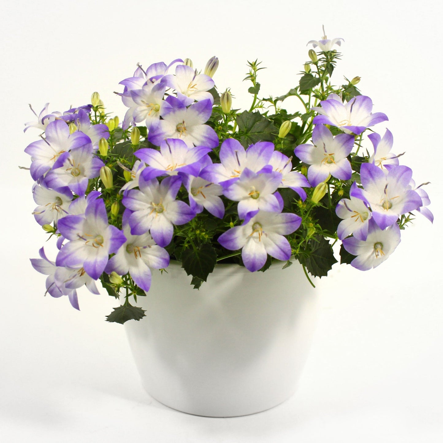 Campanula Fleuressence