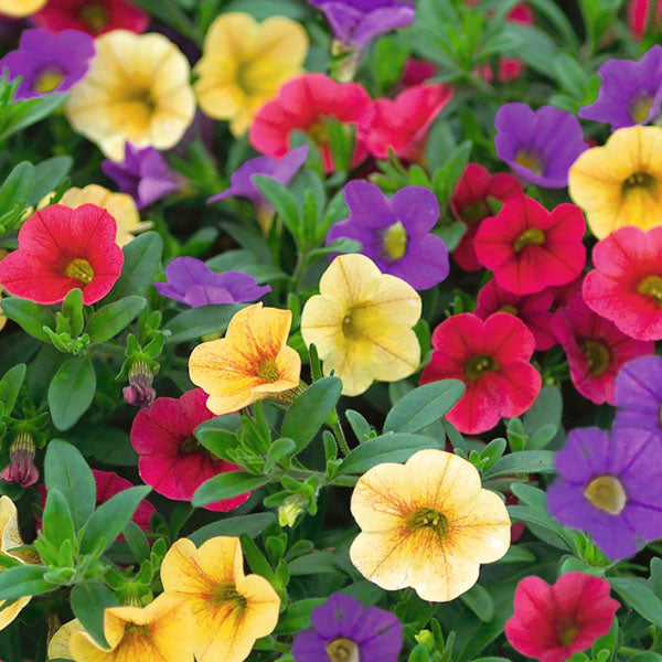 Celebrity Fleuressence