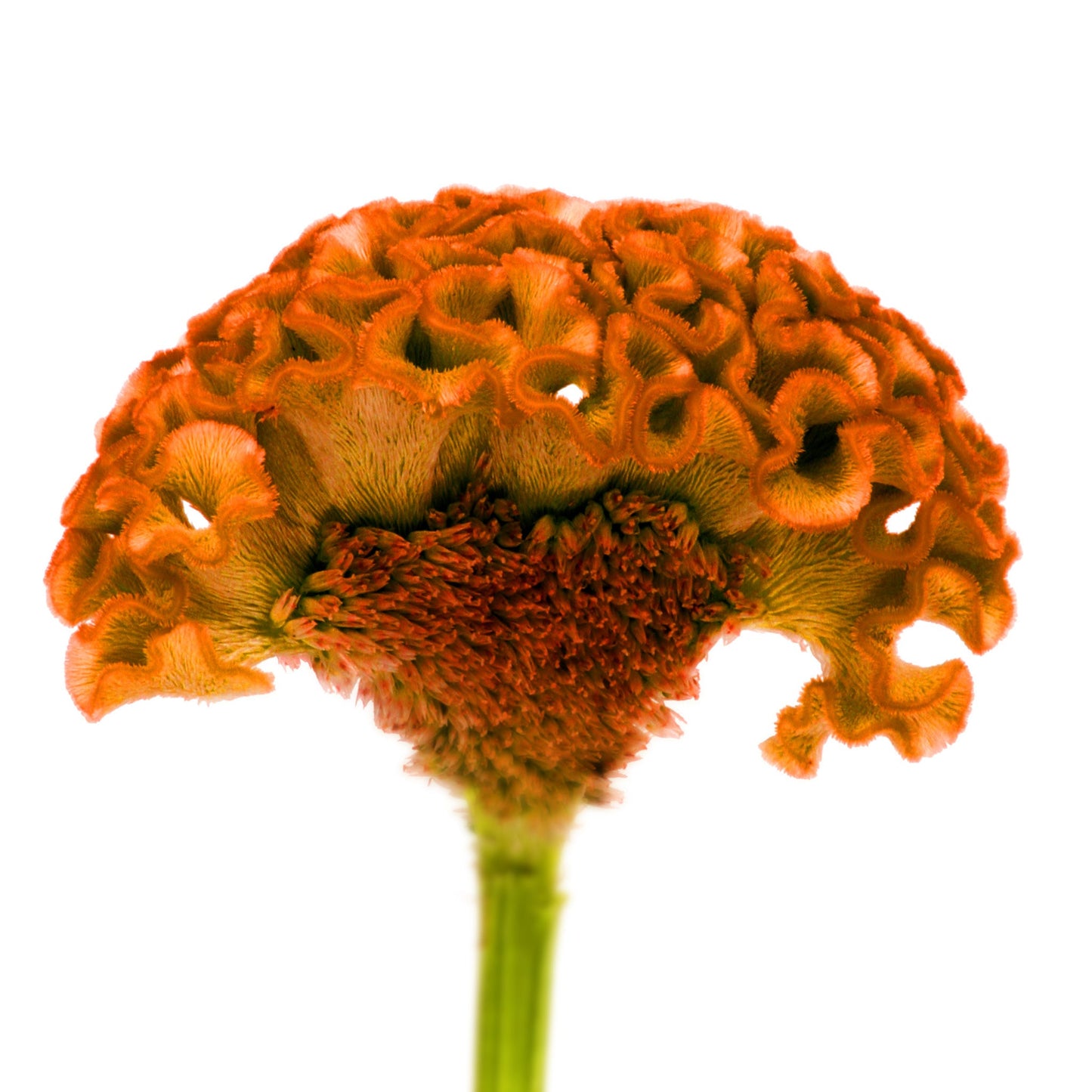 Celosia Fleuressence