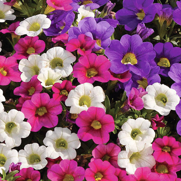 Charlie Fleuressence