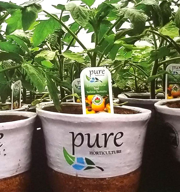 Chervil Fleuressence