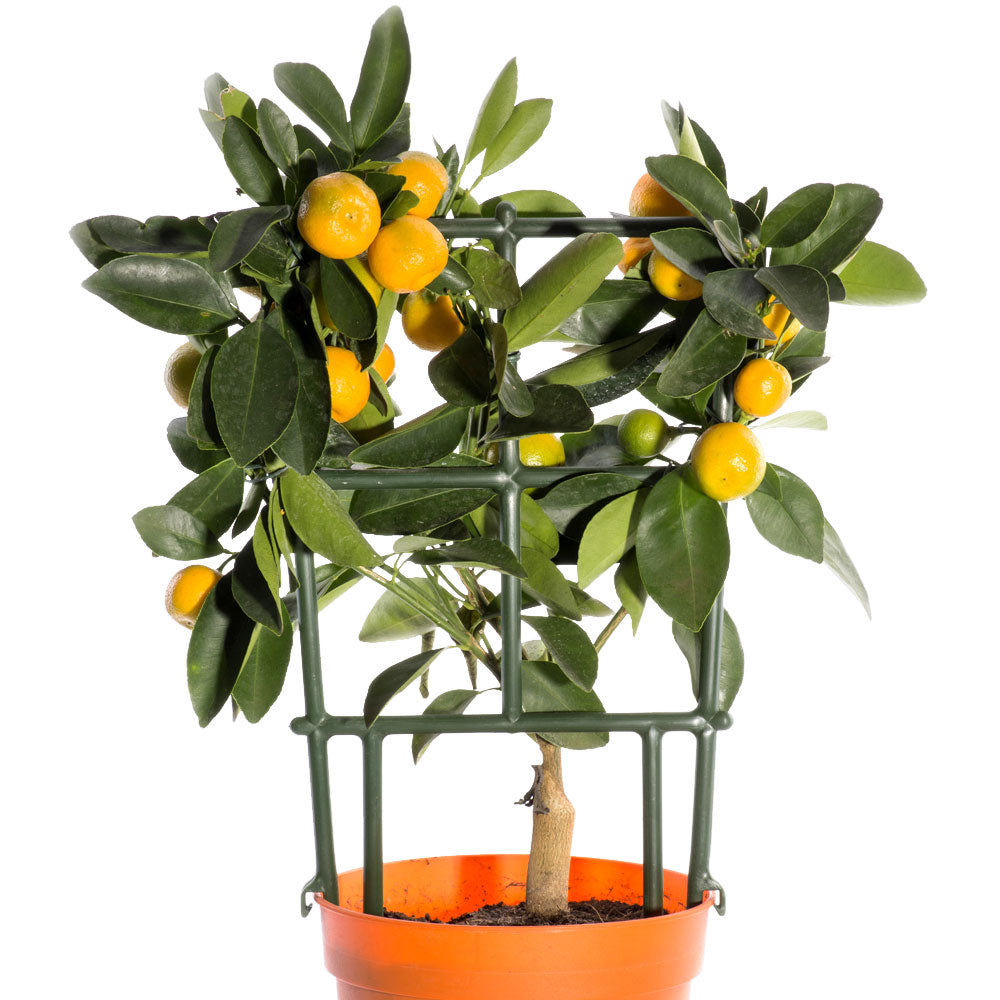 Citrus Tree Fleuressence