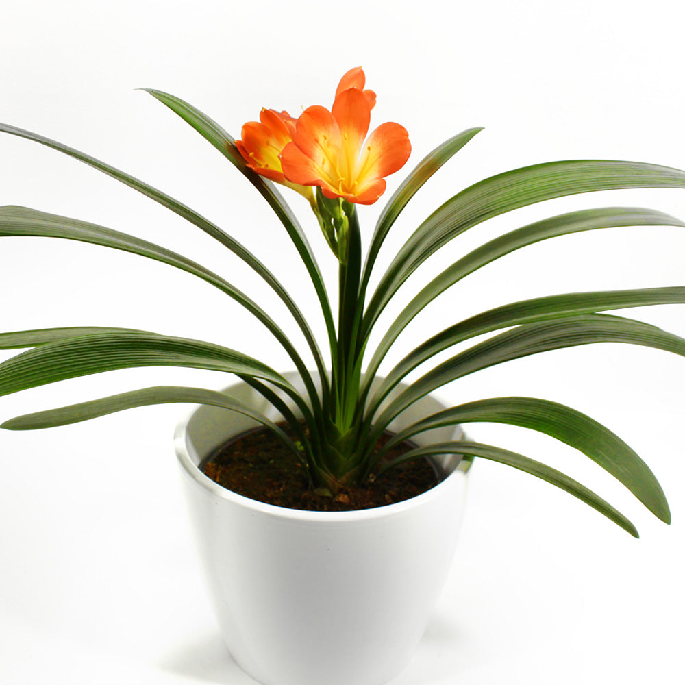 Clivia Fleuressence