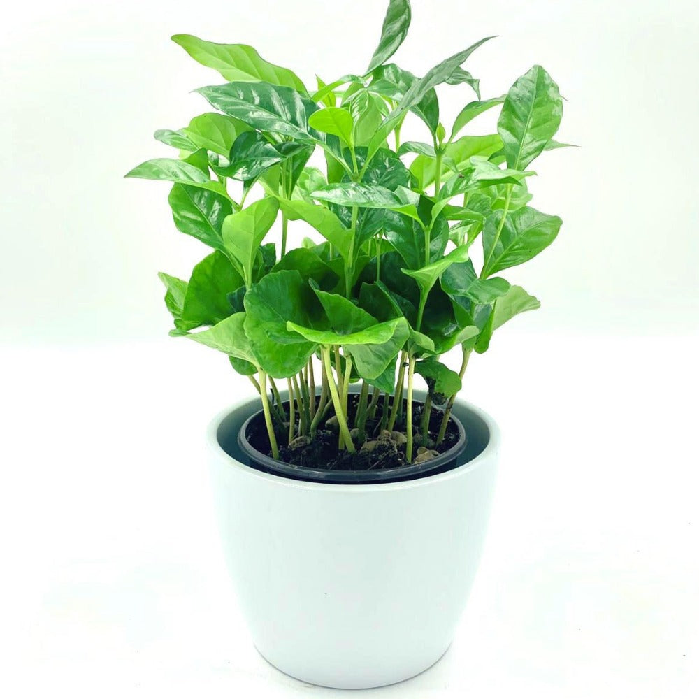 Coffee Arabica Fleuressence