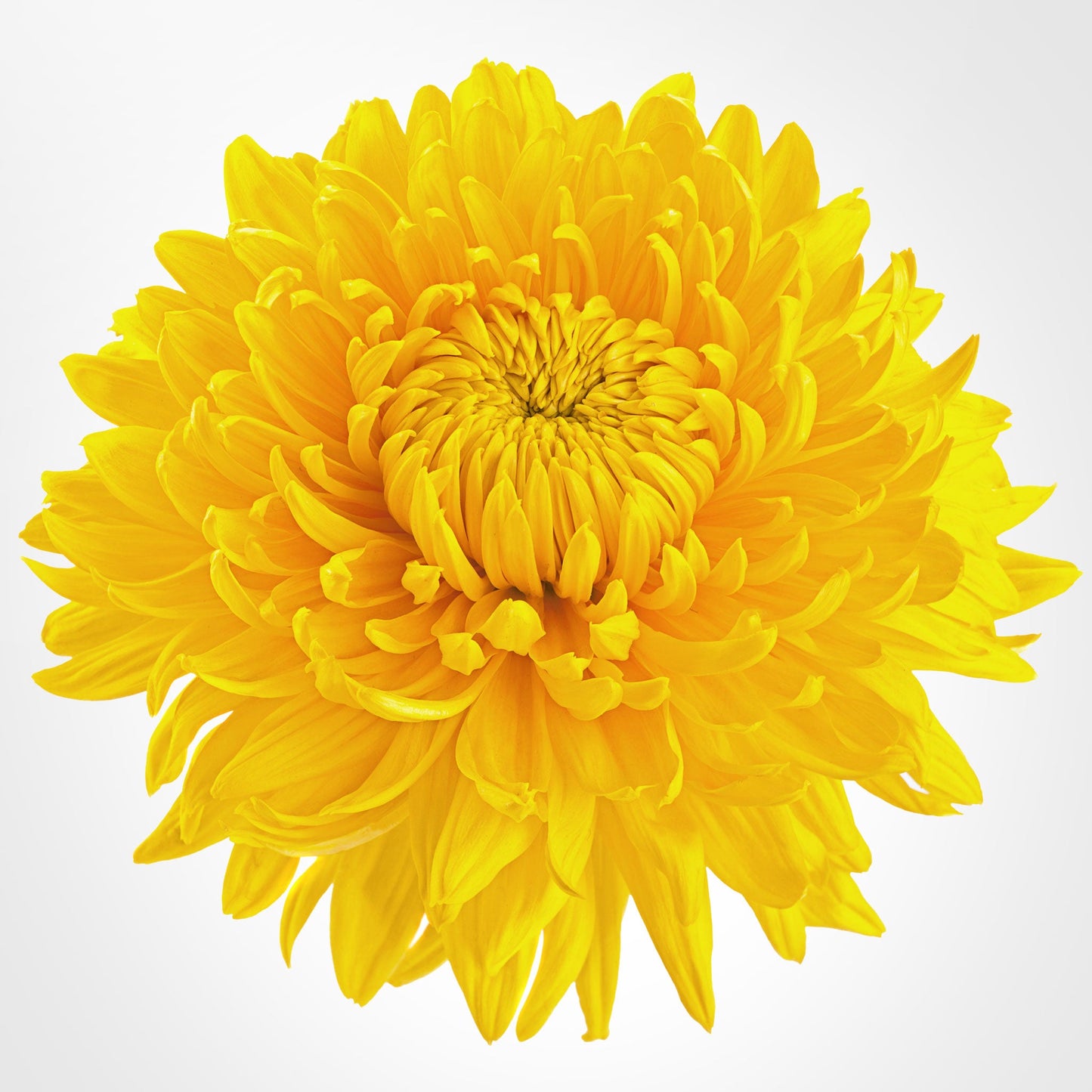 Commercial Mum Fleuressence