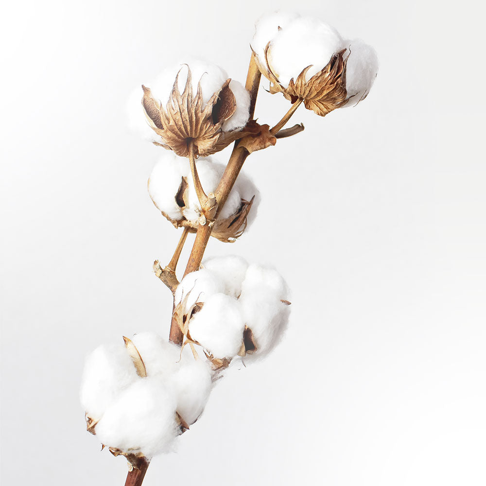 Cotton Fleuressence