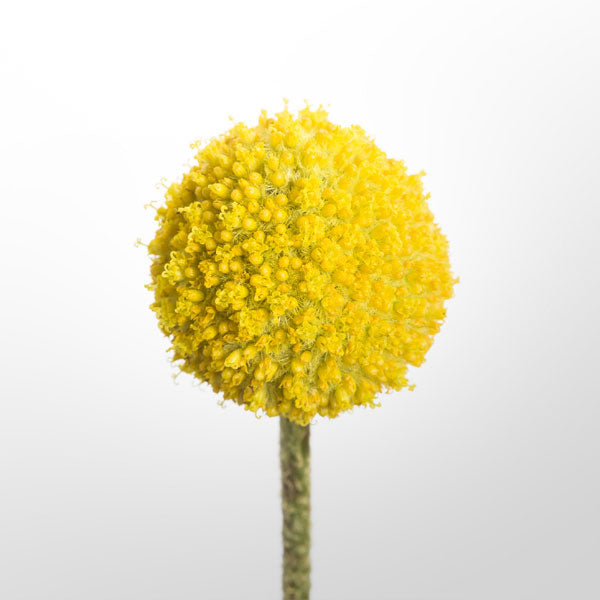Craspedia Fleuressence