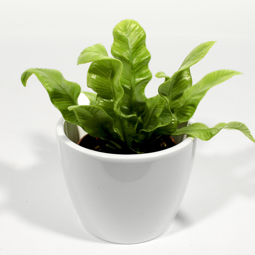 Crispy Wave Fern Fleuressence