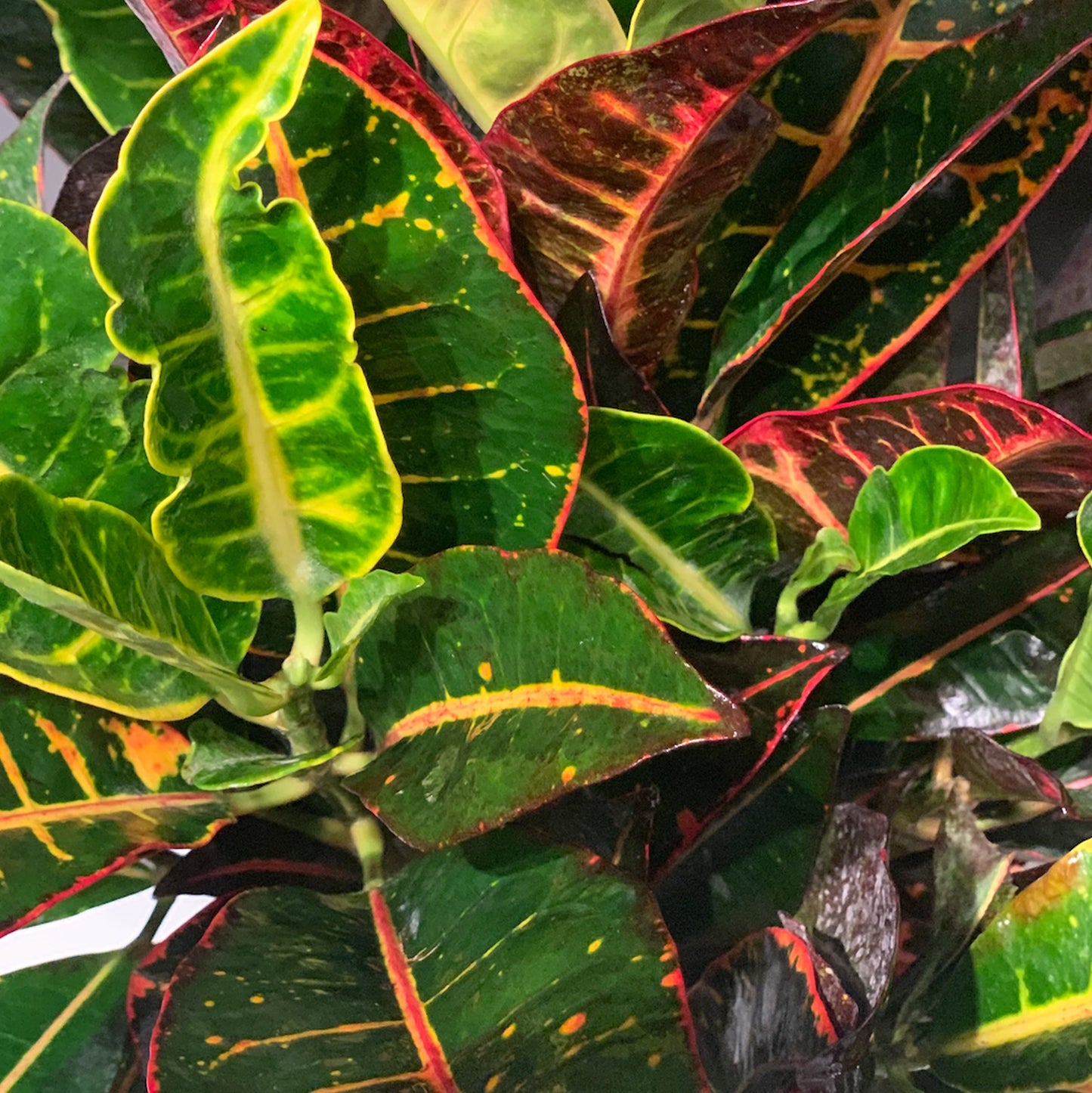 Croton Petra Fleuressence