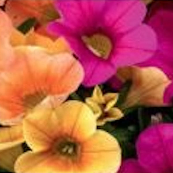 Cupcake Fleuressence