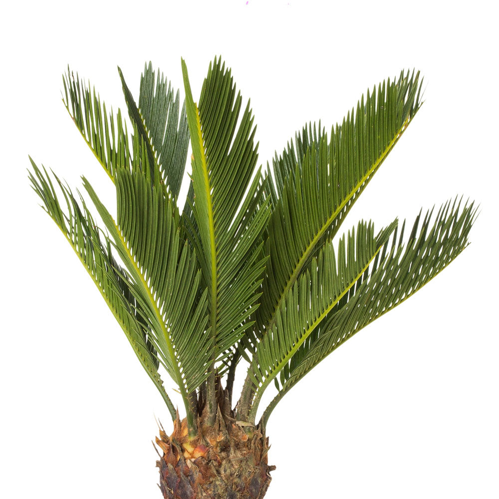 Cycas Revoluta Fleuressence
