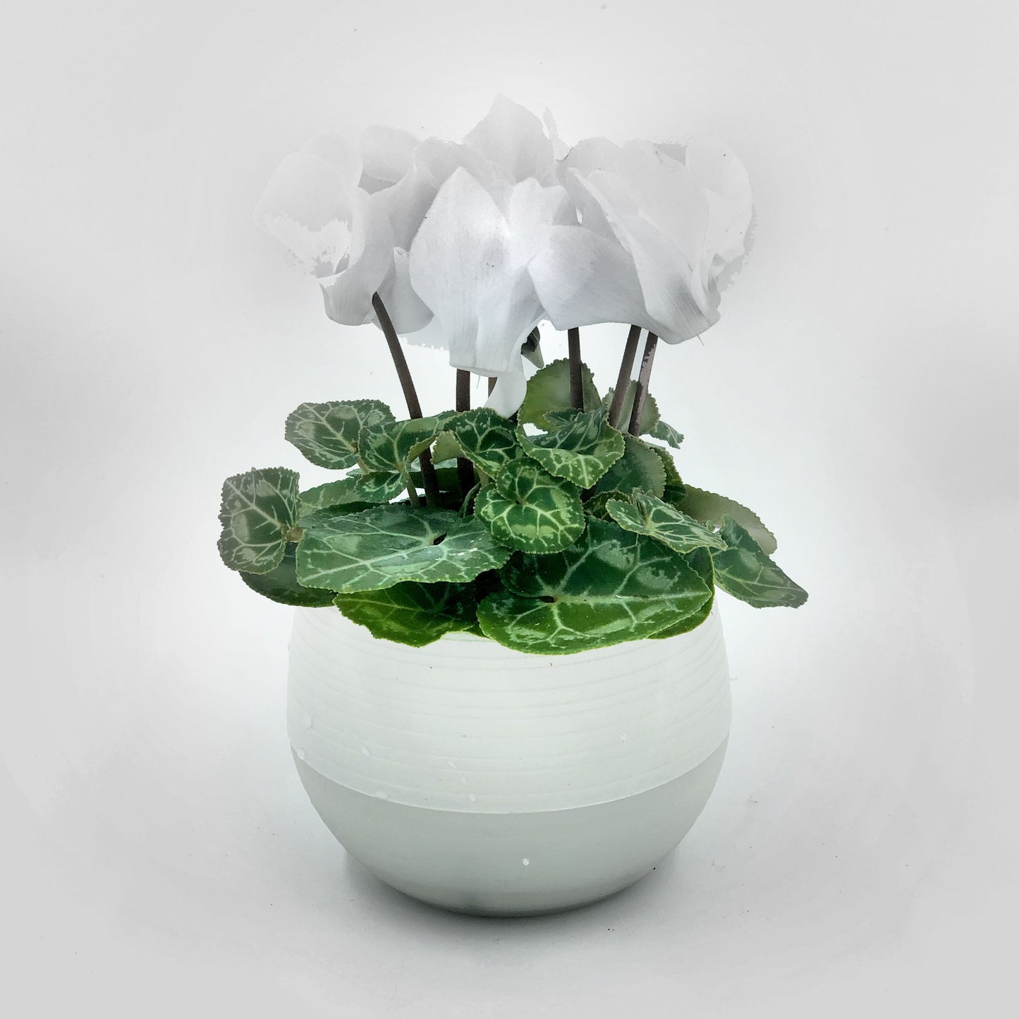 Cyclamen Fleuressence