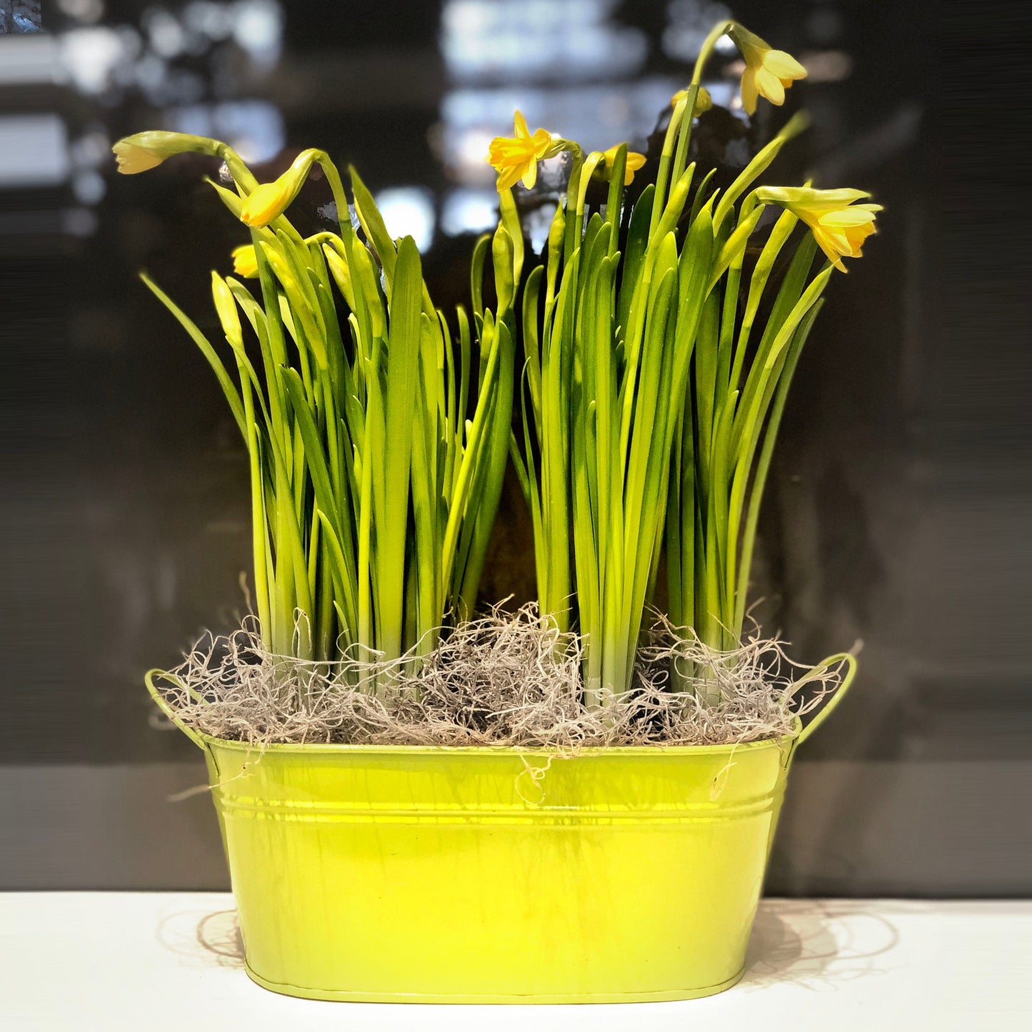 Daffodil Double Basket Fleuressence