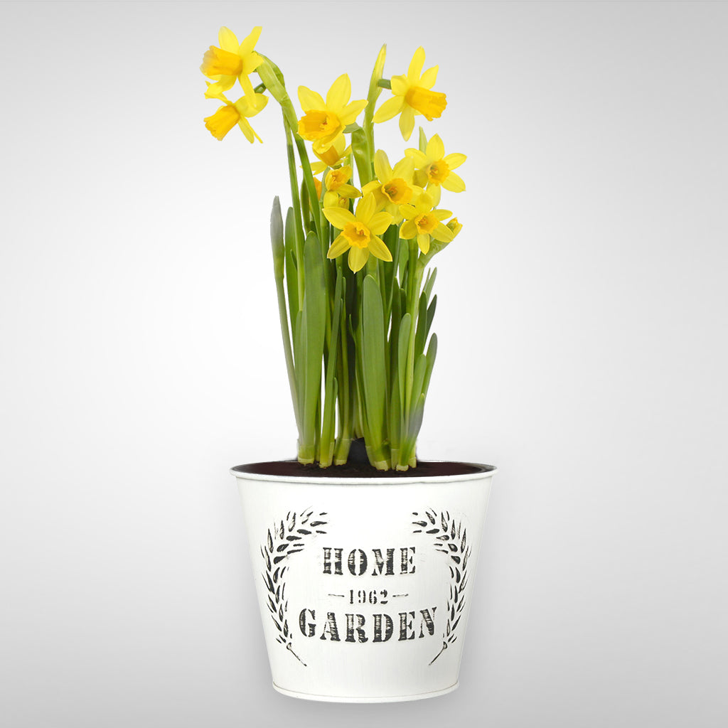 Daffodil Fleuressence