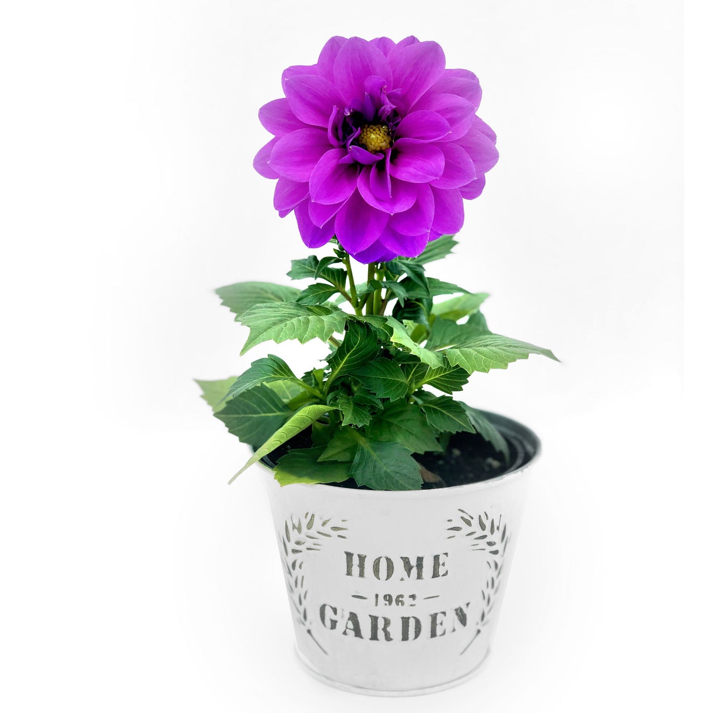 Dahlia Fleuressence