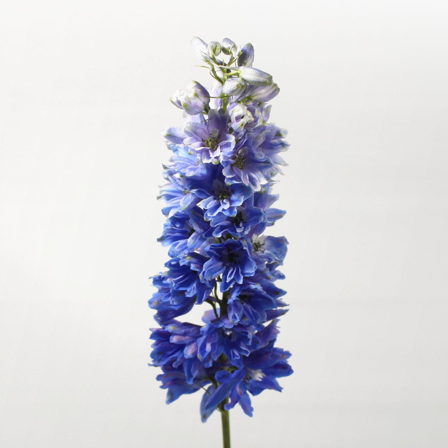 Delphinium Fleuressence