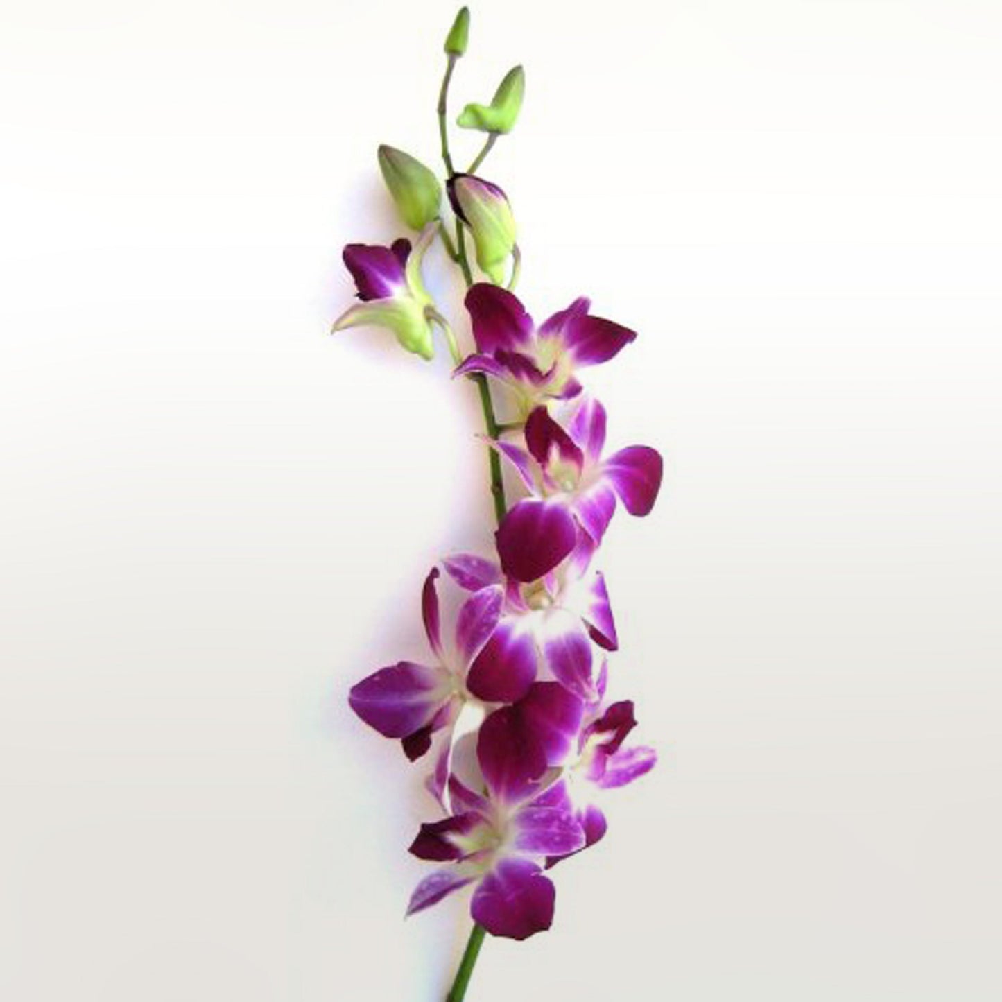Dendrobium Orchid Fleuressence