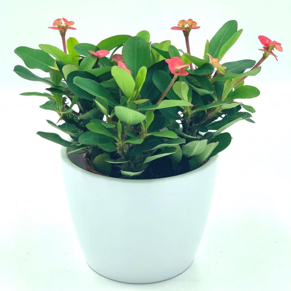 Desert Rose Fleuressence