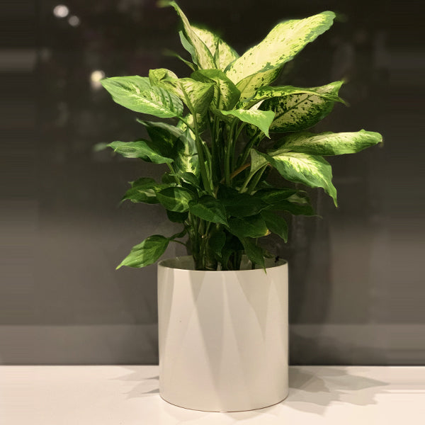 dieffenbachia fleur Dieffenbachia – Fleuressence