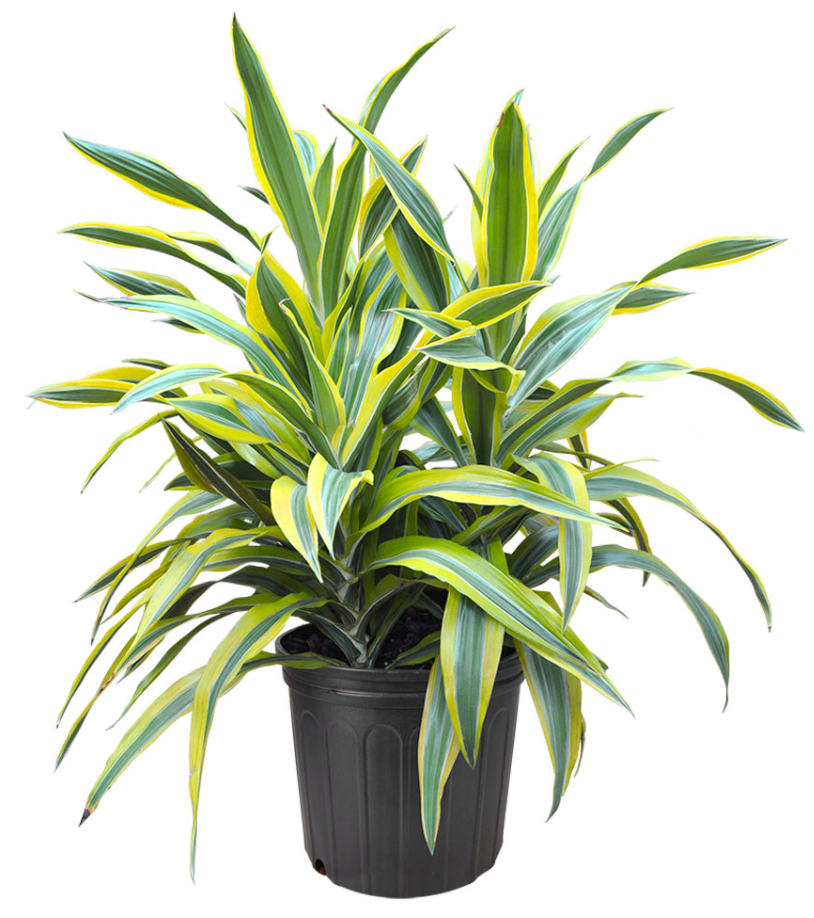 Dracaena Lemon Lime Fleuressence