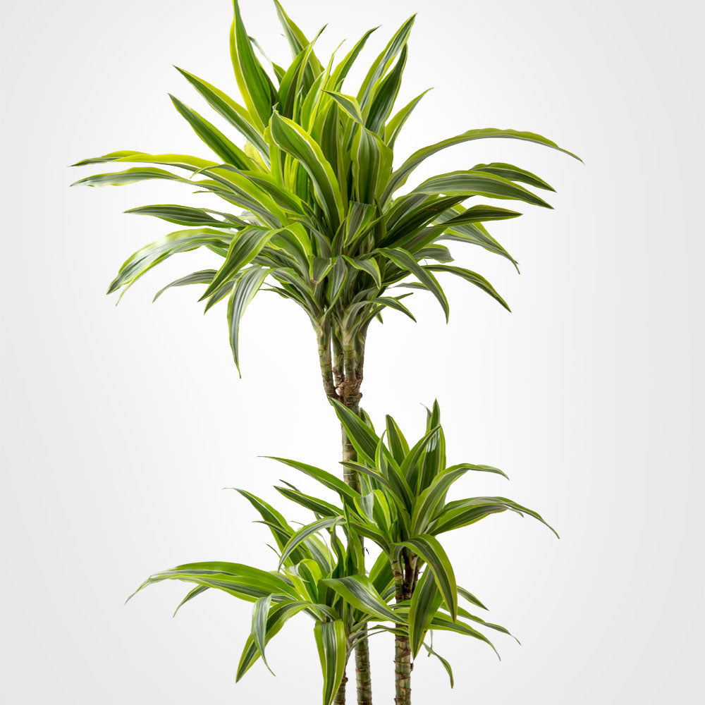Dracaena Massangeana Cane Fleuressence