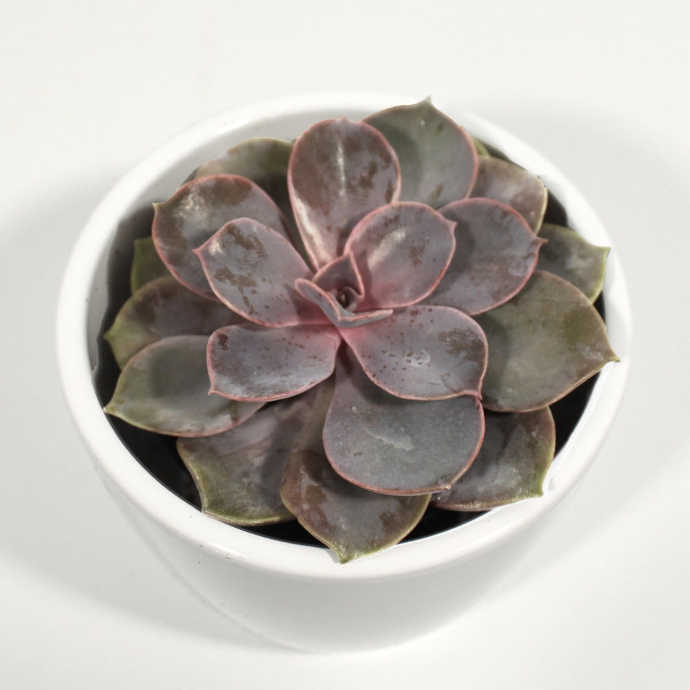 Echeveria Fleuressence