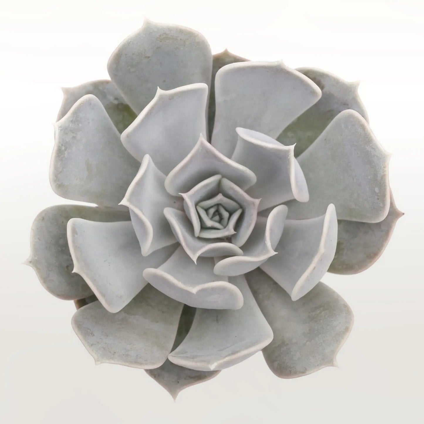 Echeveria Lilacina Fleuressence