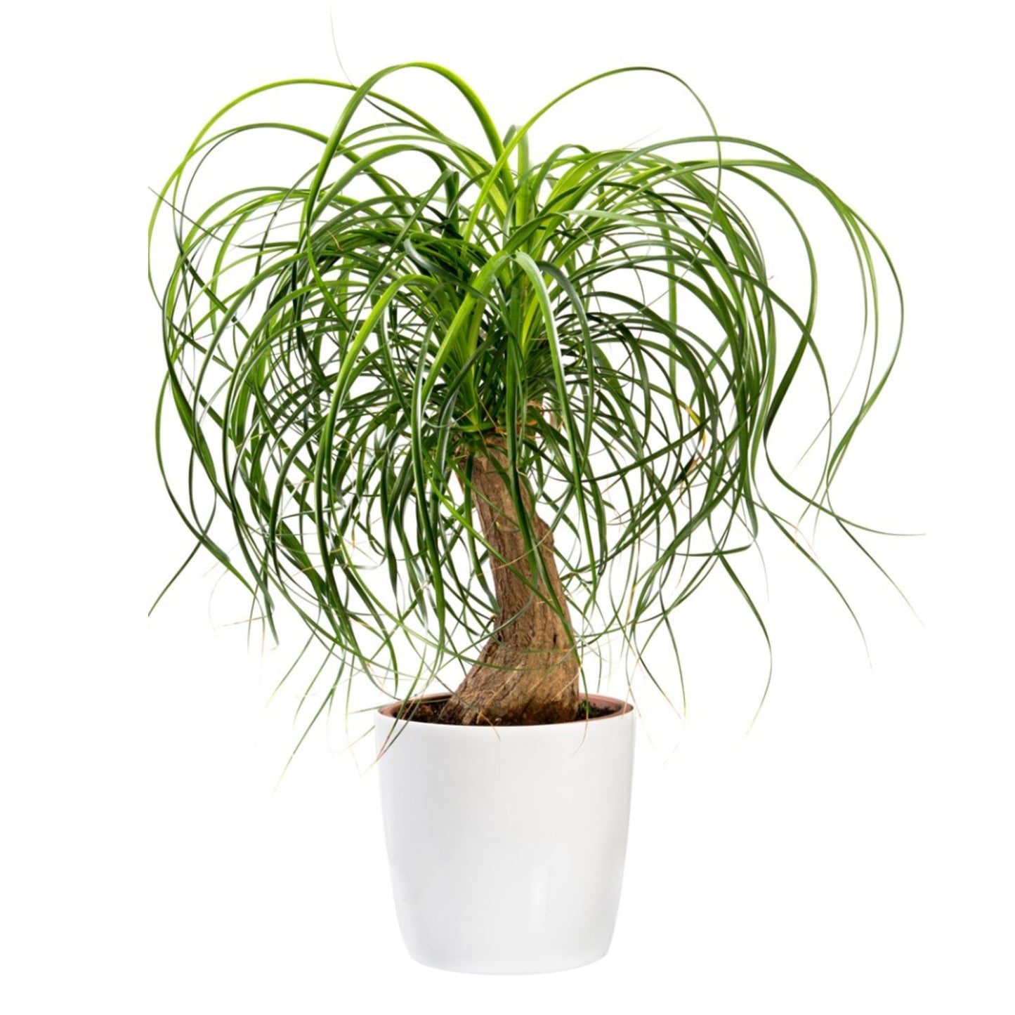 Elephant Plant Fleuressence